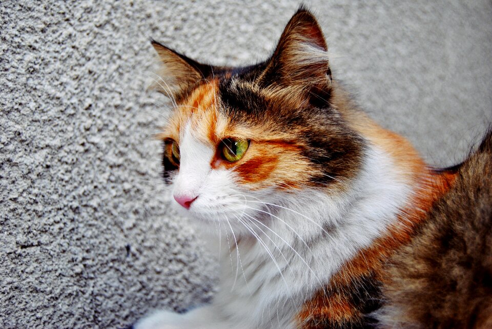 Predator hunter kitten