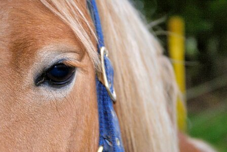 Horse eye close up