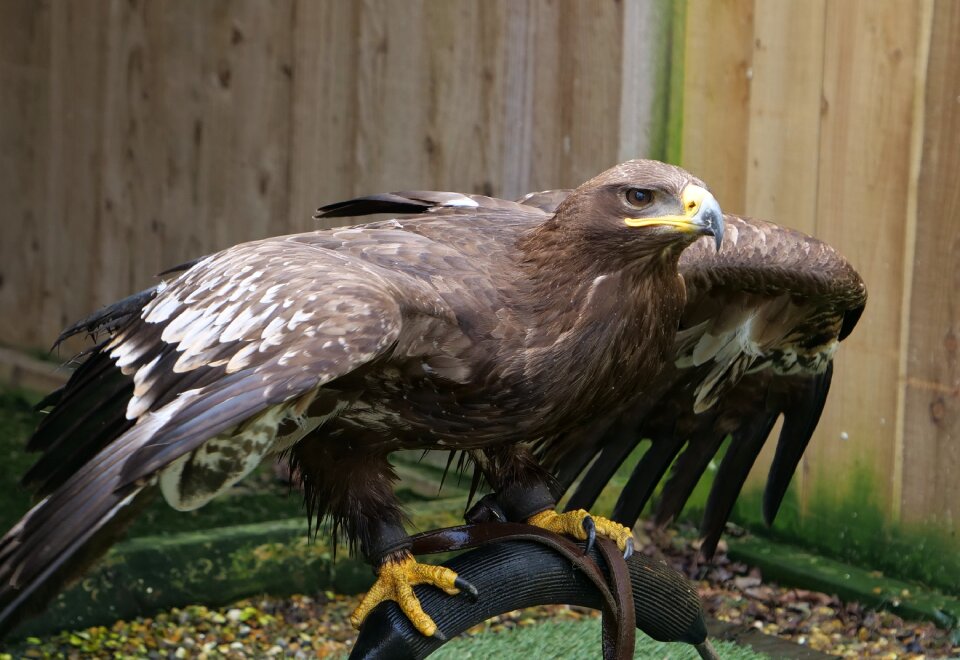 Raptor eagle nature