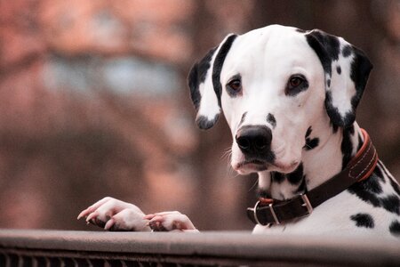 Cute pet animal