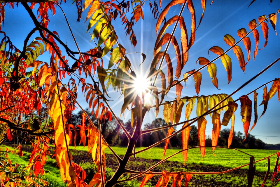 Fall foliage yellow forest