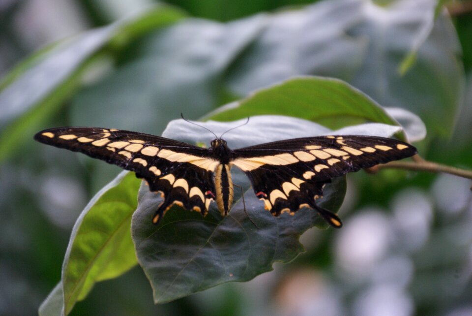 Butterfly nature creation