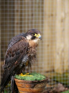 Nature wildlife peregrine
