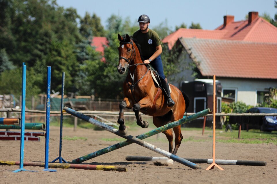Horse jumping show jumping equestrian