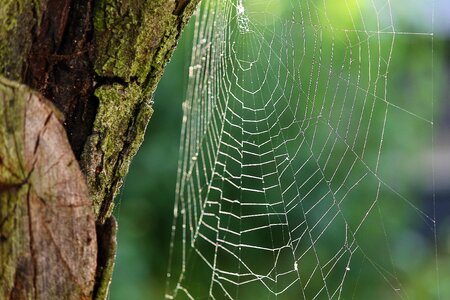 Cobwebs close up case