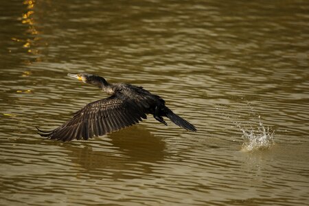 Flying pond water