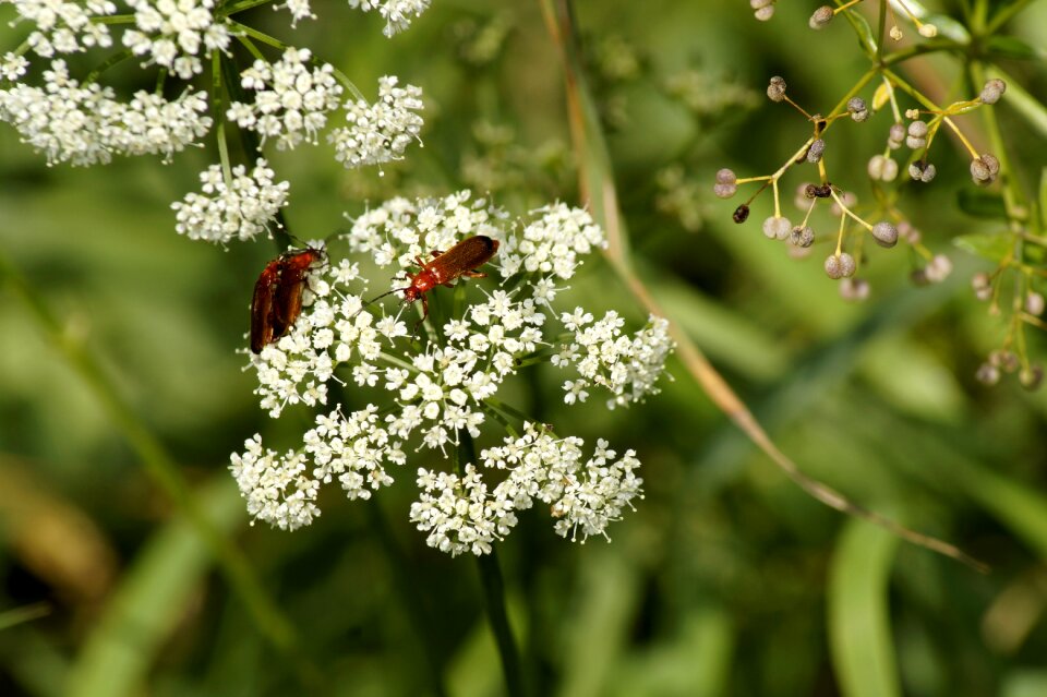 Wild plant red soft beetle reddish soft beetle