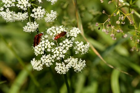 Wild plant red soft beetle reddish soft beetle