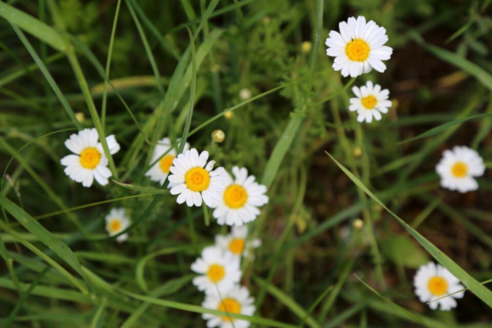 Flower nature flowers