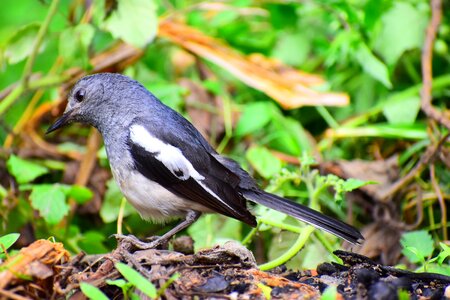 Bird outdoors little