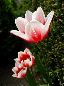 Spring pink garden