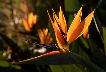 Sun lit garden orange photo