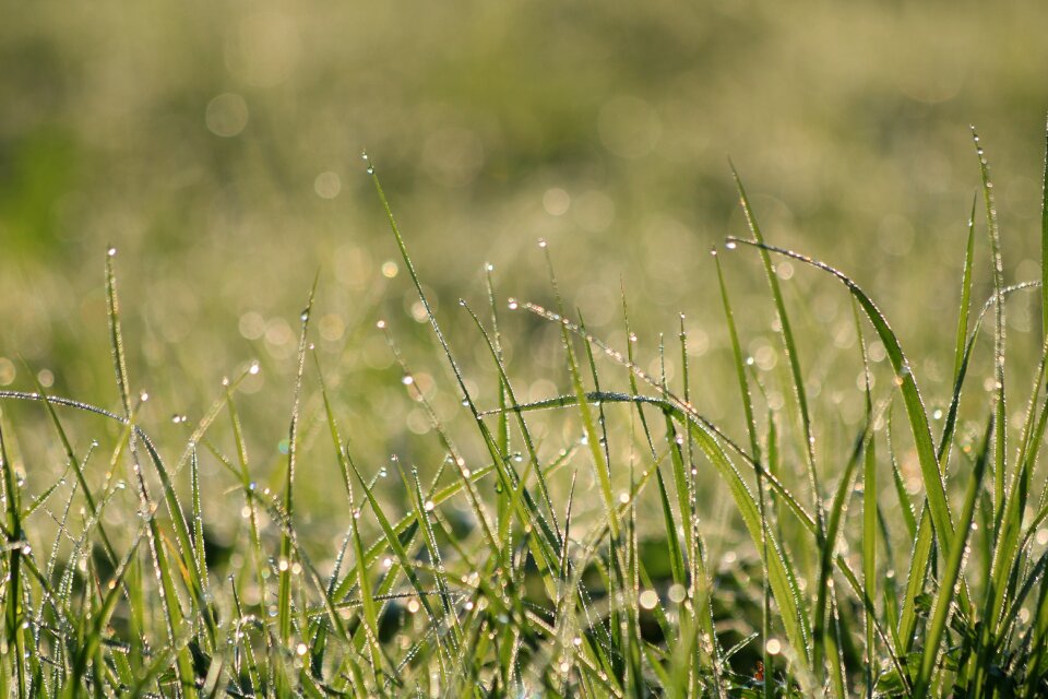 Meadow nature morning