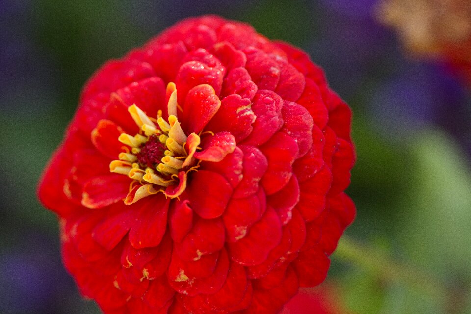 Botanical bloom flower garden