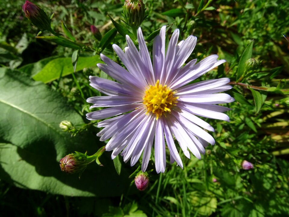 Garden nature fall