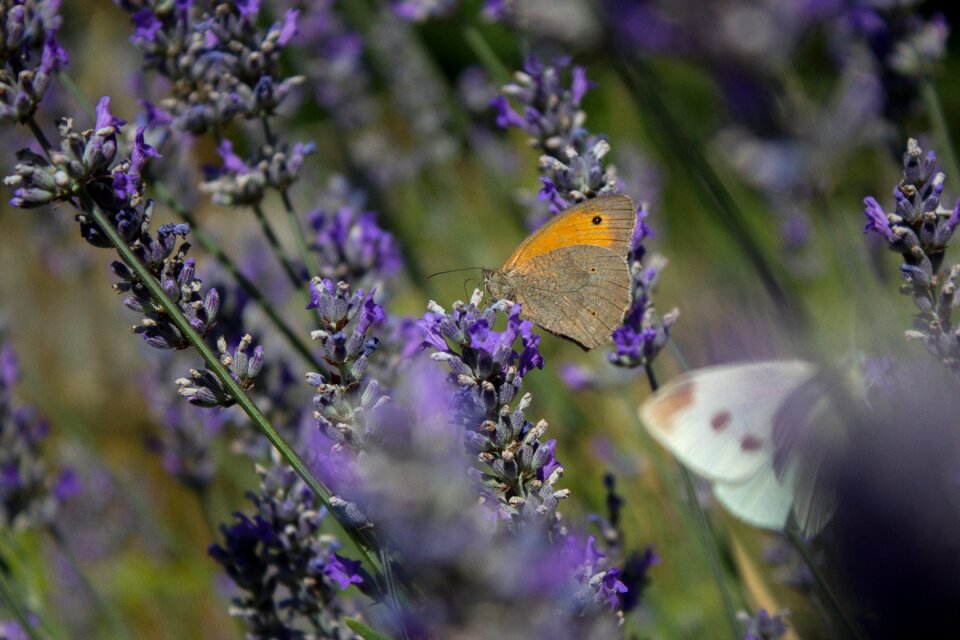 Nature insect lavender color