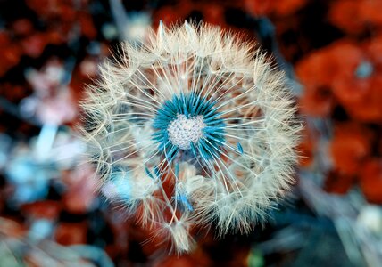 Macro nature blossom