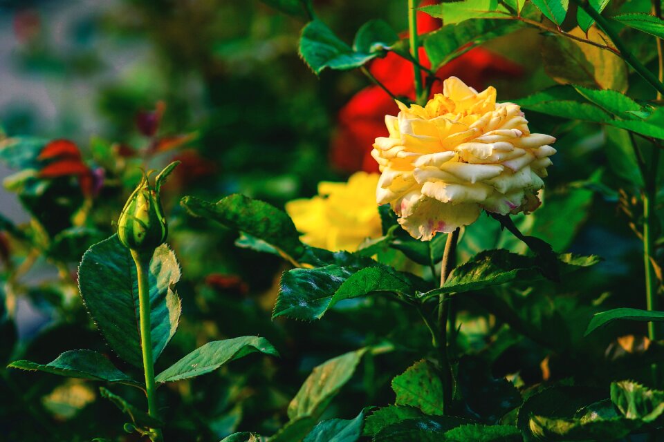 Nature garden flower's