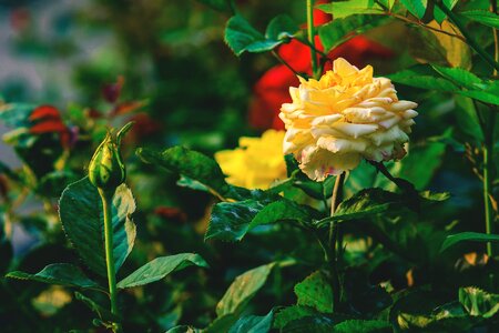 Nature garden flower's