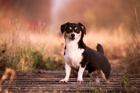 Animal pet hybrid