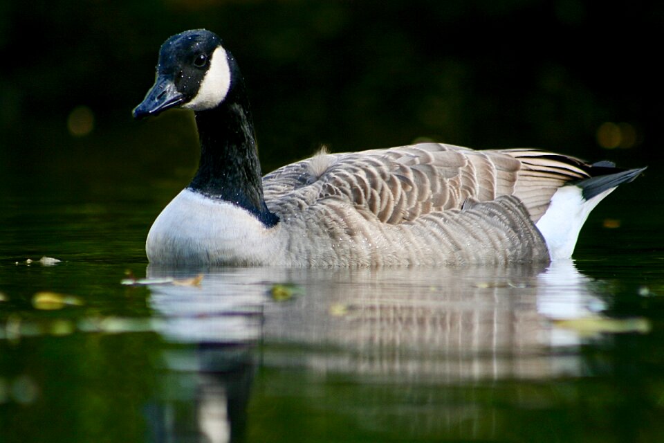 Water bird water plumage