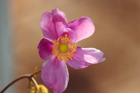 Bloom pink flower photo