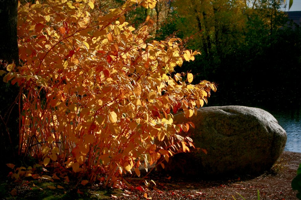 Orange bright fall leaves