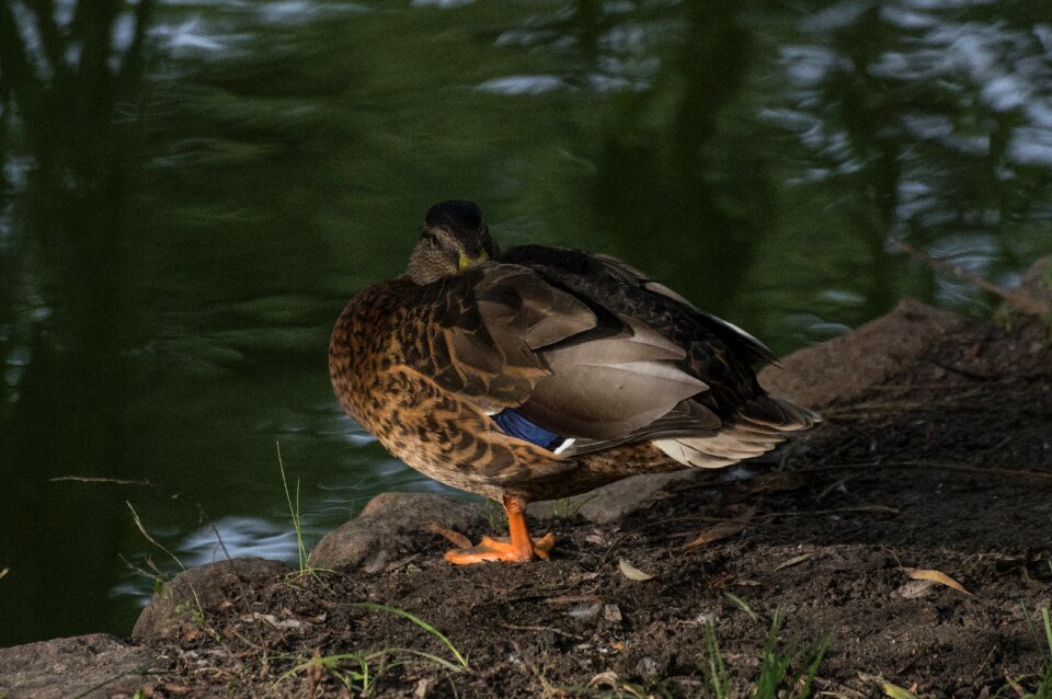 Water bird water bird