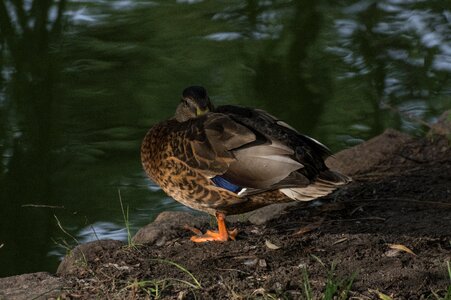 Water bird water bird photo