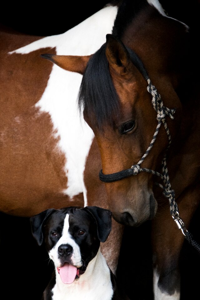 Friendship dog portrait