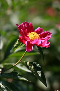 Garden leaf flower garden