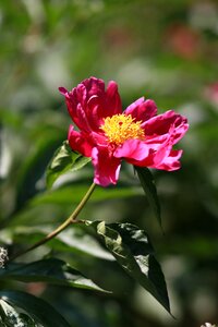 Garden leaf flower garden photo