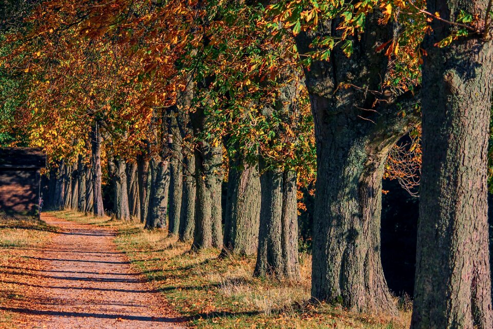 Chestnut away nature