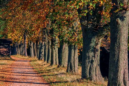 Chestnut away nature