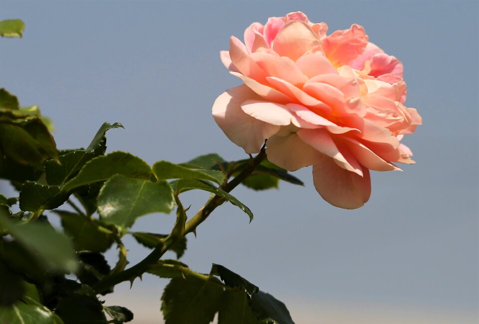 Flower sky spring
