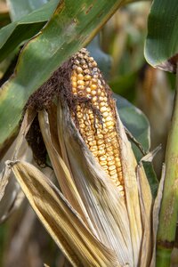 Grain cereal seed photo