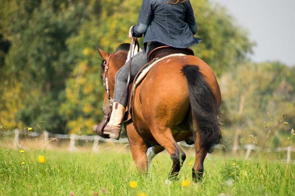 Meadow field in the free