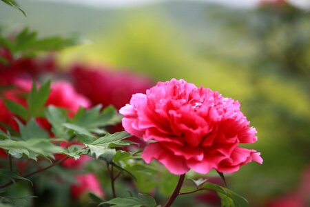 Garden leaf flower garden