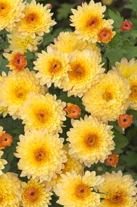 Nature flower garden
