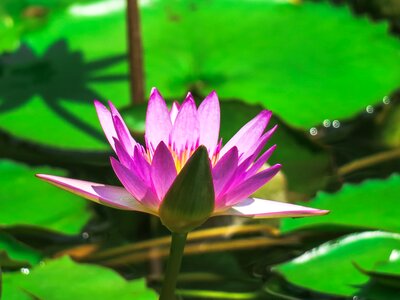 Flowering green cool