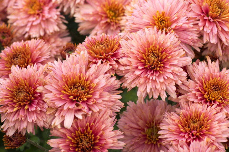 Nature flower garden