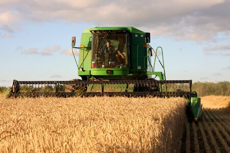 Wheat harvest farming