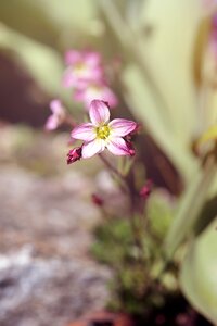Small small flower pink photo