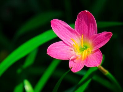 Pink red green herbaceous photo