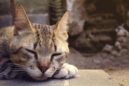 Beautiful brown cat