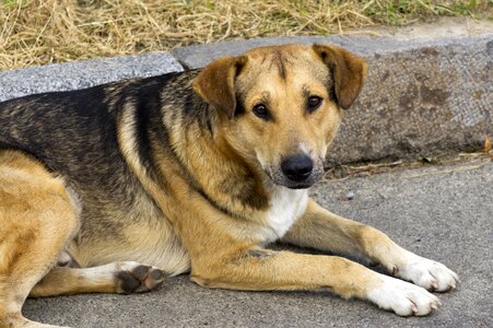 Animal mongrel love