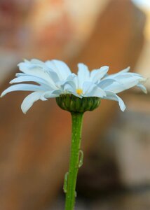 Summer petals nature