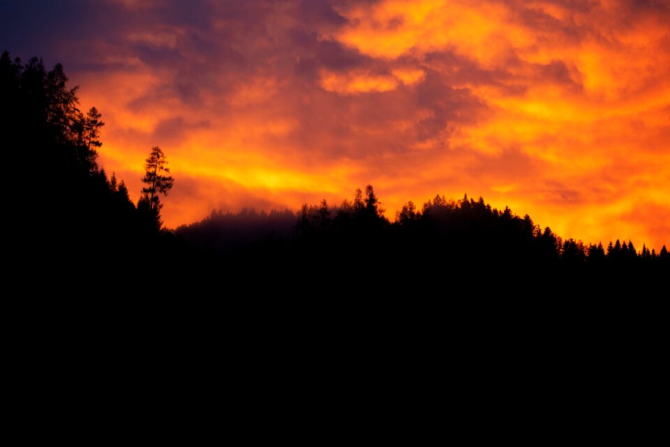 Bright evening trees