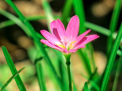 Pink red green herbaceous