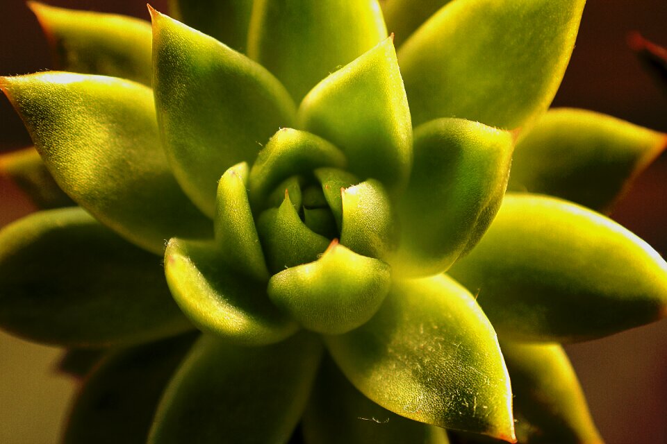 Nature green natural